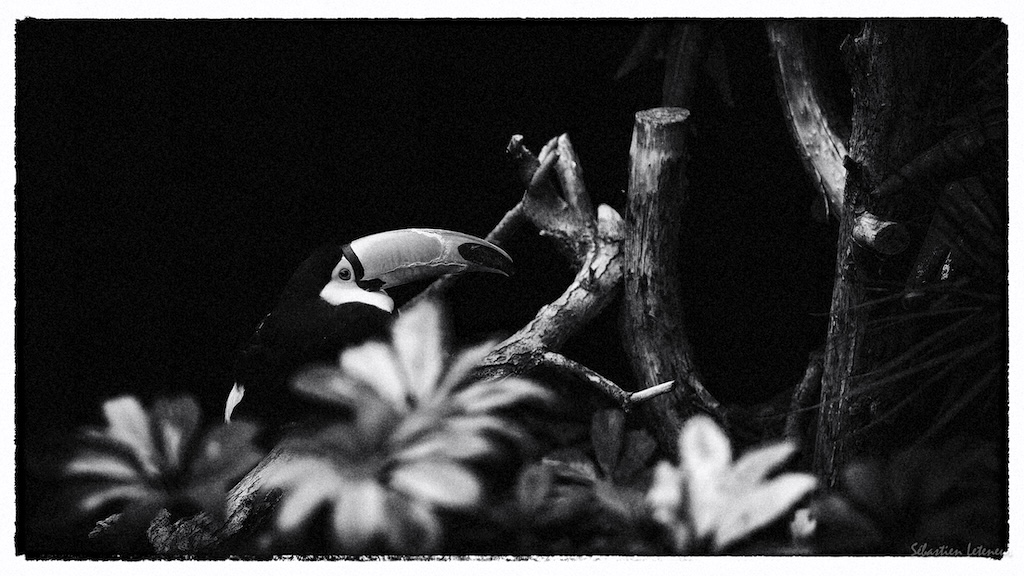Toucan toco (Ramphastos toco)